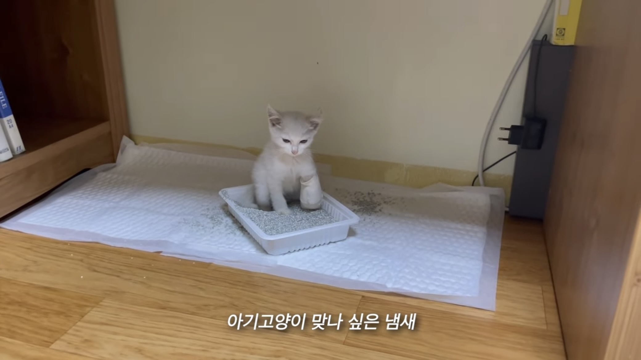 언니가 다리다친 아기고양이를 주워왔다 | 인스티즈