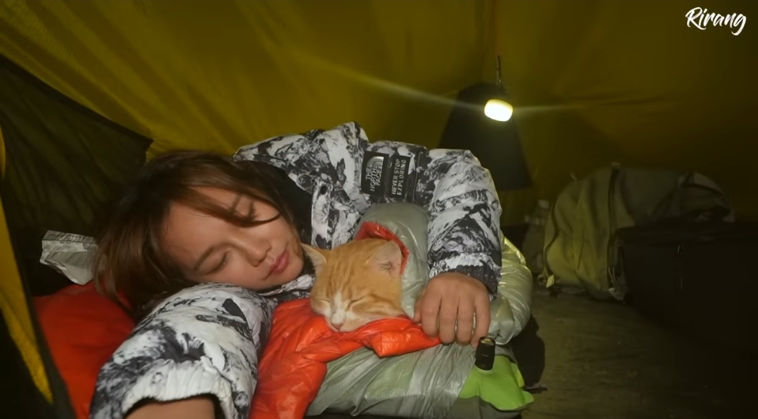 캠핑하는데 찾아온 고양이.gif | 인스티즈