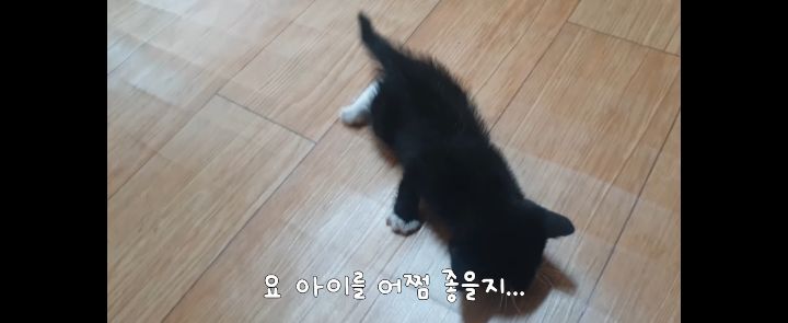 얼어죽어있던 아기고양이를 녹였더니.. | 인스티즈