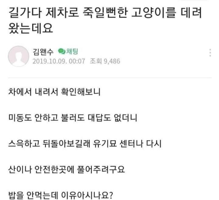 길가다 제 차로 죽일 뻔한 고양이를 데려왔는데요 ; | 인스티즈
