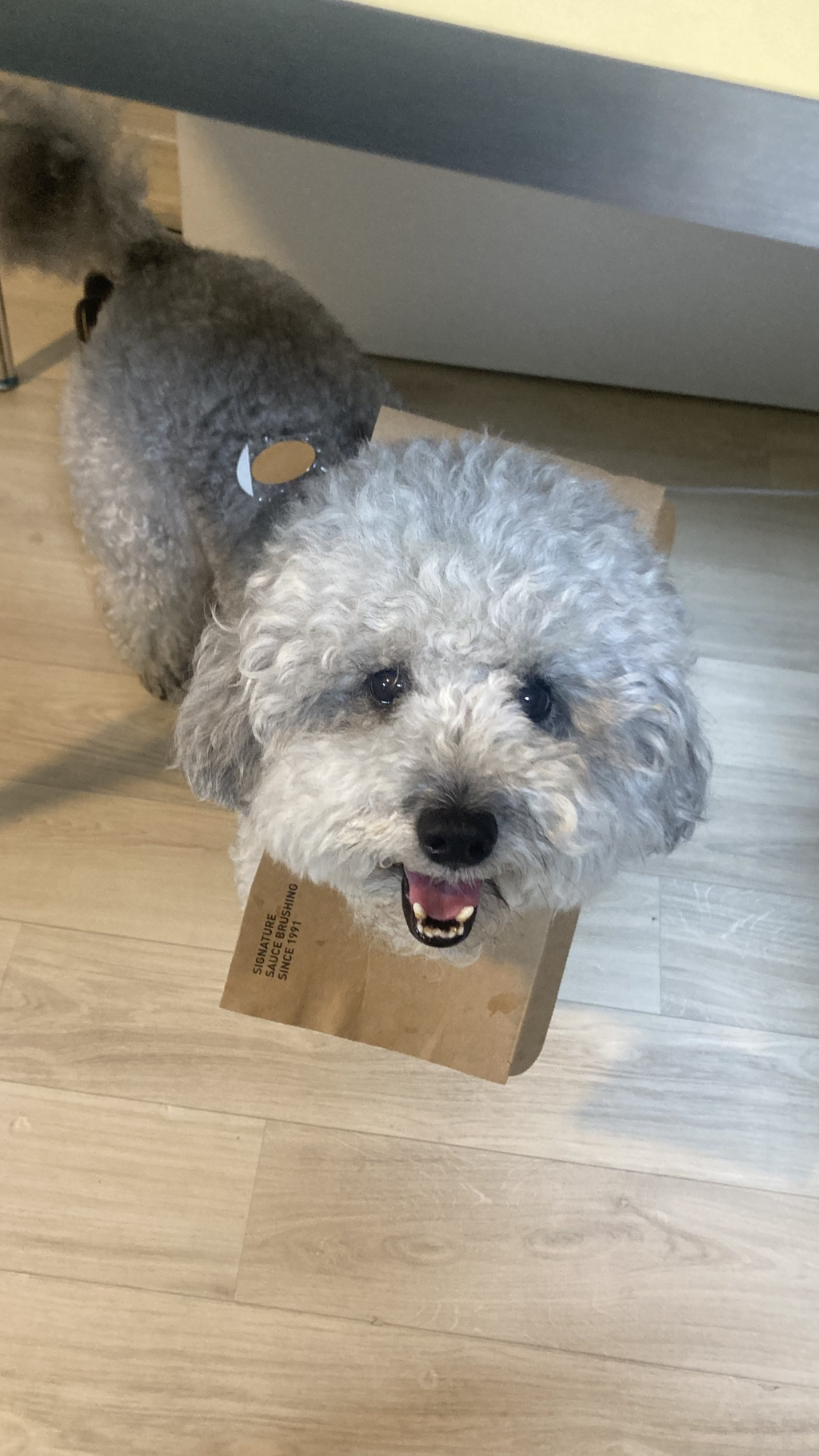 흙수저 강아지의 치킨냄새나는 넥카라... feat. 춘향 강아지 | 인스티즈