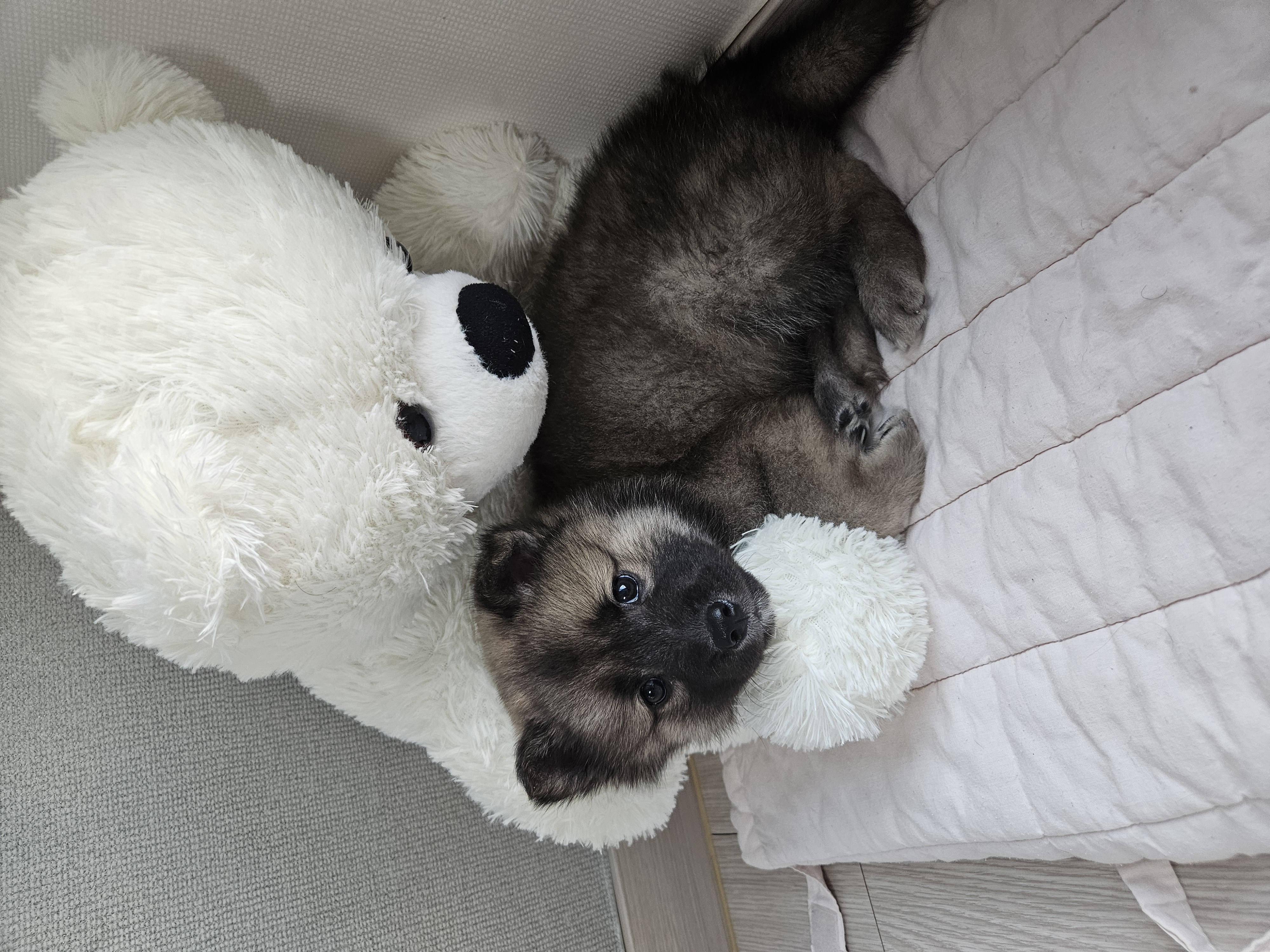 우리집 댕댕이 자랑 한번 해도 될까용? | 인스티즈