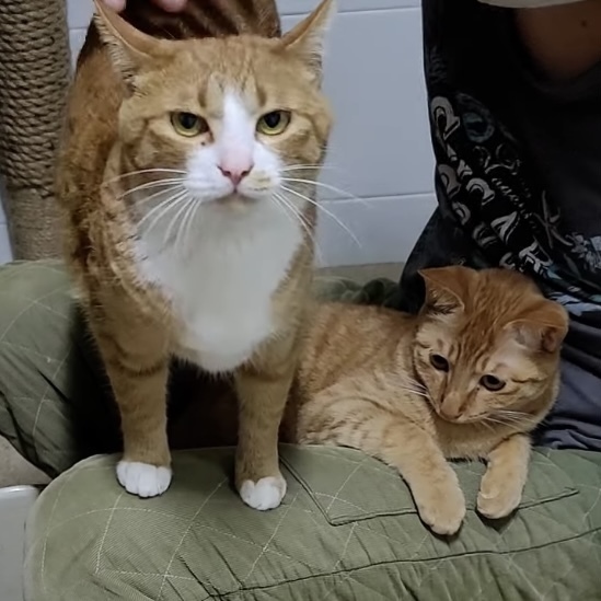 [매탈남] 매콤하게 생긴 고양이 | 인스티즈