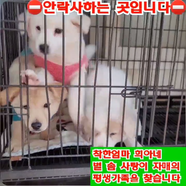 (입양처 구함/10kg 미만) 너무 예뻐서 돌아버리겠는 꼬물이 3자매들 | 인스티즈
