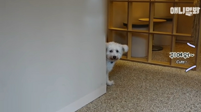 수줍음이 많은 강아지가 사람을 좋아하는 법 | 인스티즈