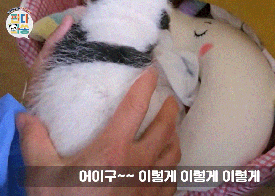 벌써부터 돼지판다..의 조짐이 보이는 푸바오 동생 둘째바오 | 인스티즈