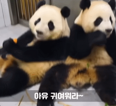 서로 알콩달콩 사이좋은 루이 후이바오 🐼 | 인스티즈