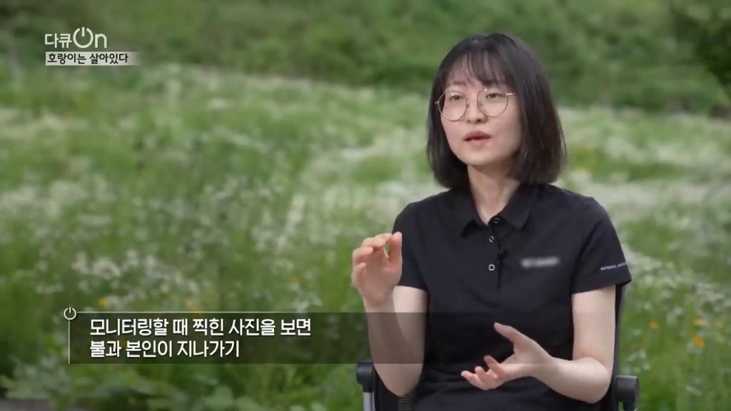 '절멸'의 '한국 호랑이'. 🐅 그 100년간의 이야기. -마지막- | 인스티즈