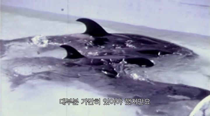 어느날 소방서에 고래가 조련사를 잡아 먹었다는 신고가 들어왔다 .jpg (스압주의) | 인스티즈