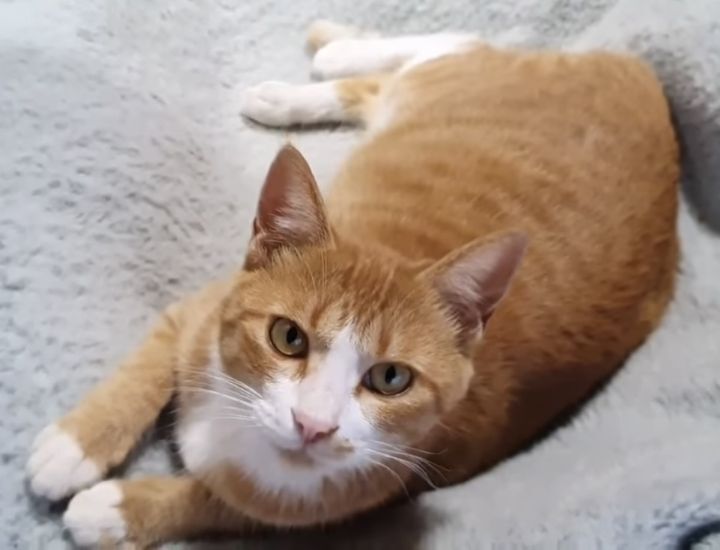 [매탈남] 매콤하게 생긴 고양이 | 인스티즈