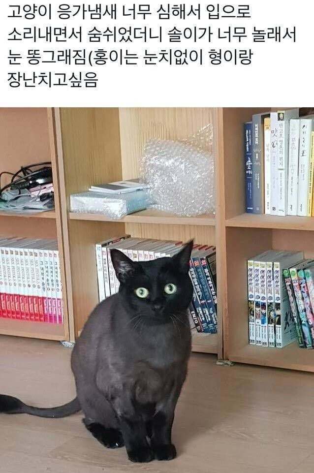 고양이 똥냄새 맡고 하악질했더니 | 인스티즈