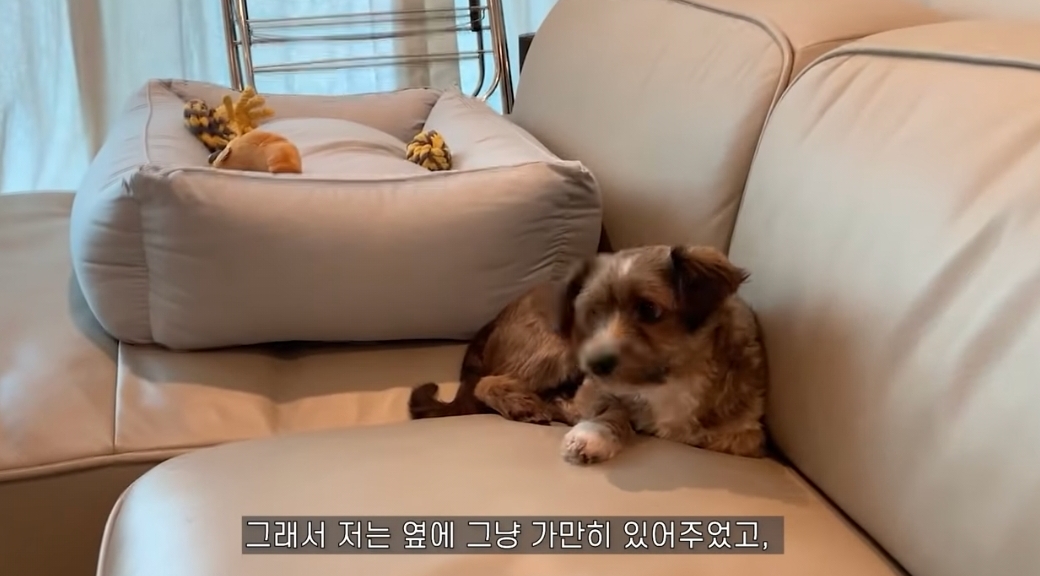 유기견 입양전후 변화. 겁많은 강아지의 100일간 브이로그 | 인스티즈