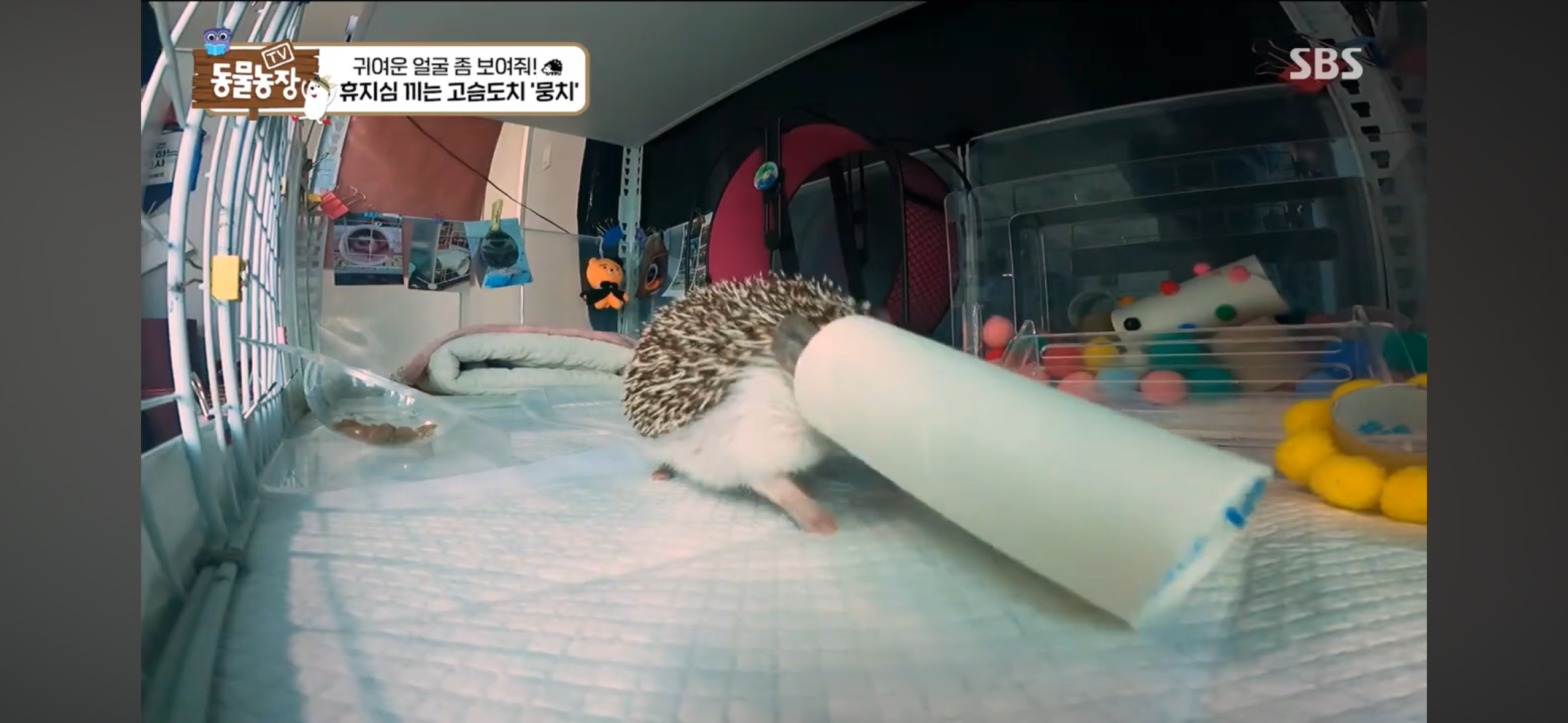 따봉고슴도치 휴지심 좋아도치 | 인스티즈