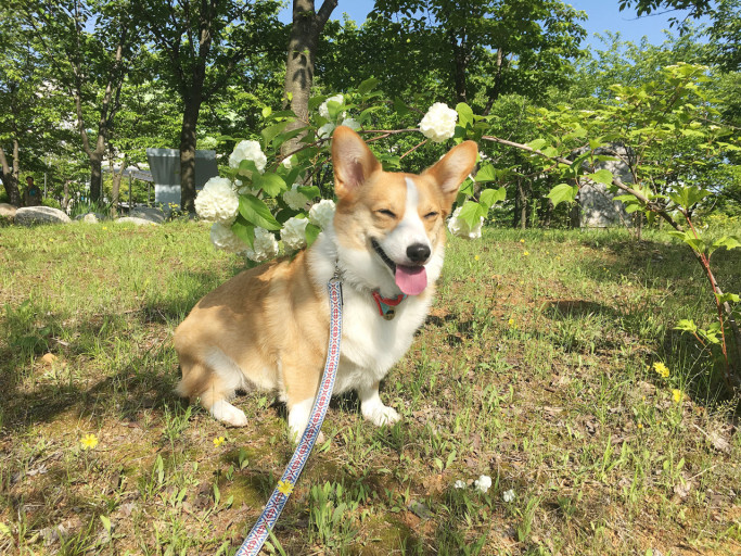 이웃집의 백호 MD 환불 절차 공지 예정 | 인스티즈