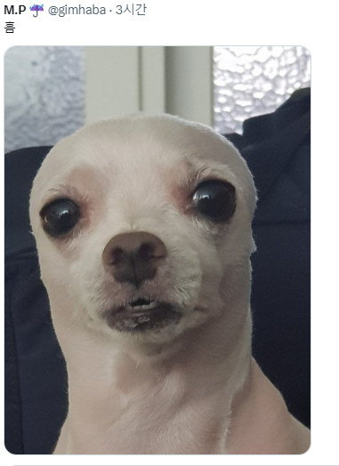 반가우면 민머리 되는 강쥐들 | 인스티즈