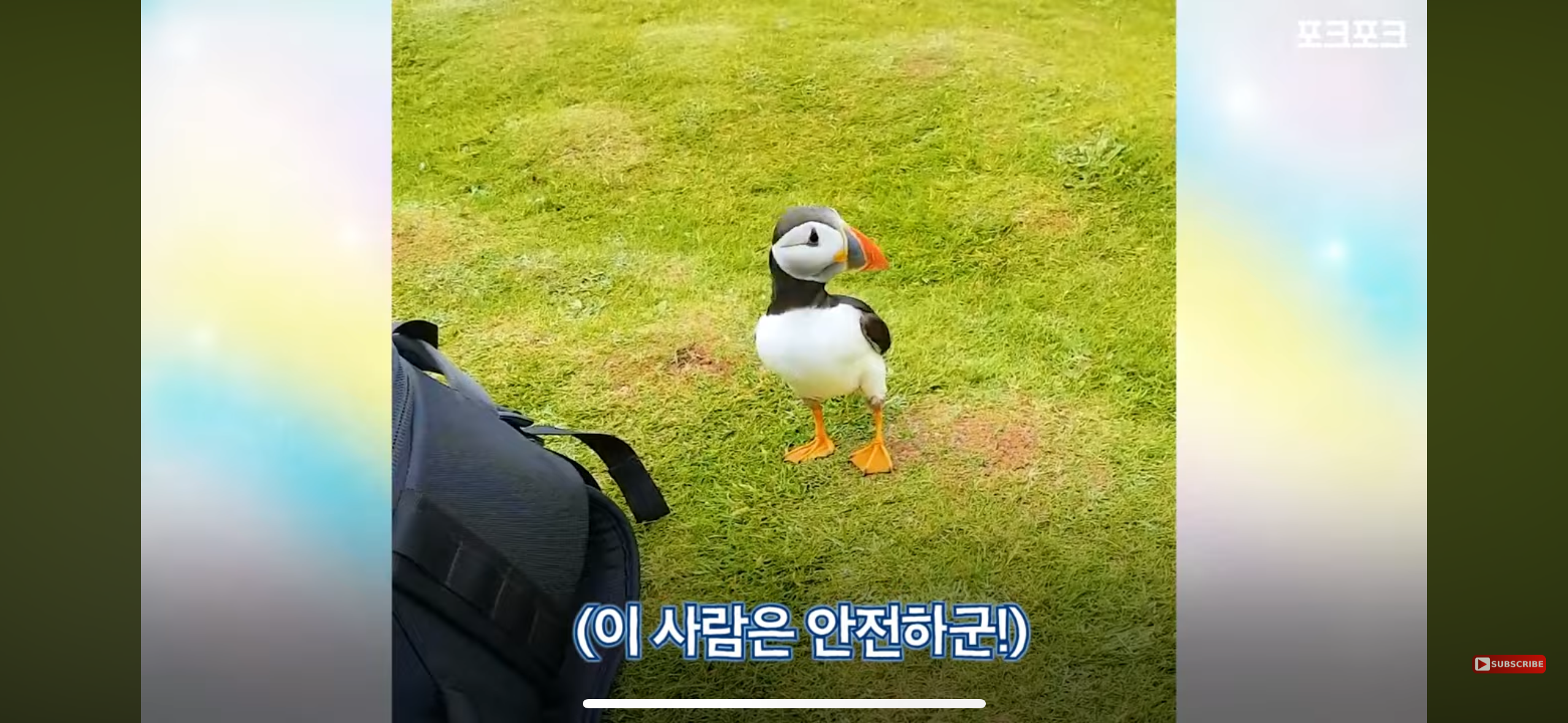 갑자기 사진작가에게 다가온 퍼핀 | 인스티즈