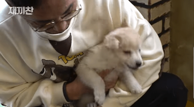 개농장에서 구출됐던 강아지 꽃님이의 버르장머리 없어진 최근 모습 | 인스티즈