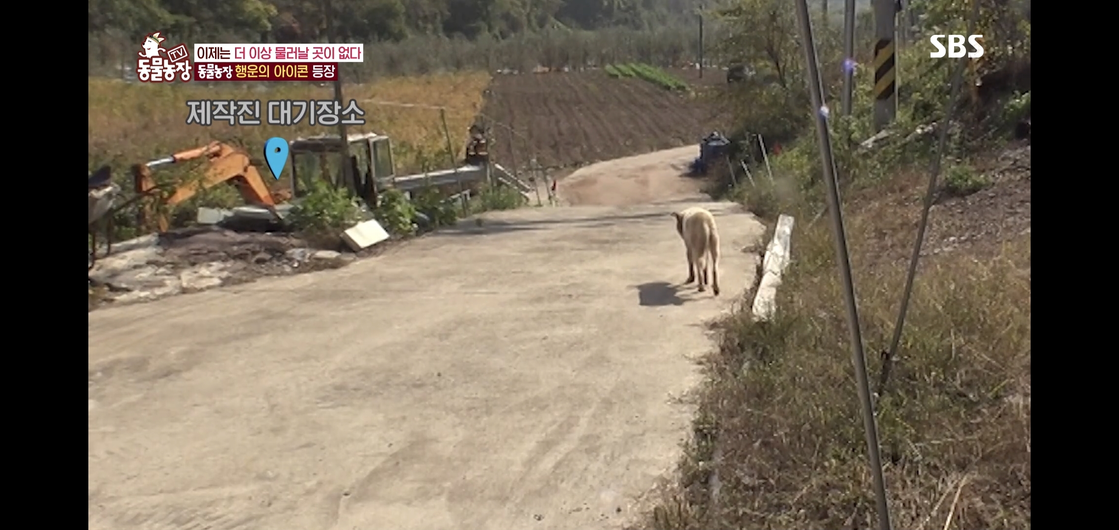 개가 너무 똑똑해서 역대급으로 구조 힘들었던 이번주 동물농장 방송.jpg | 인스티즈