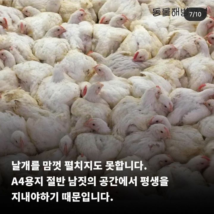 병아리 부리 불로 지지는 이유 | 인스티즈