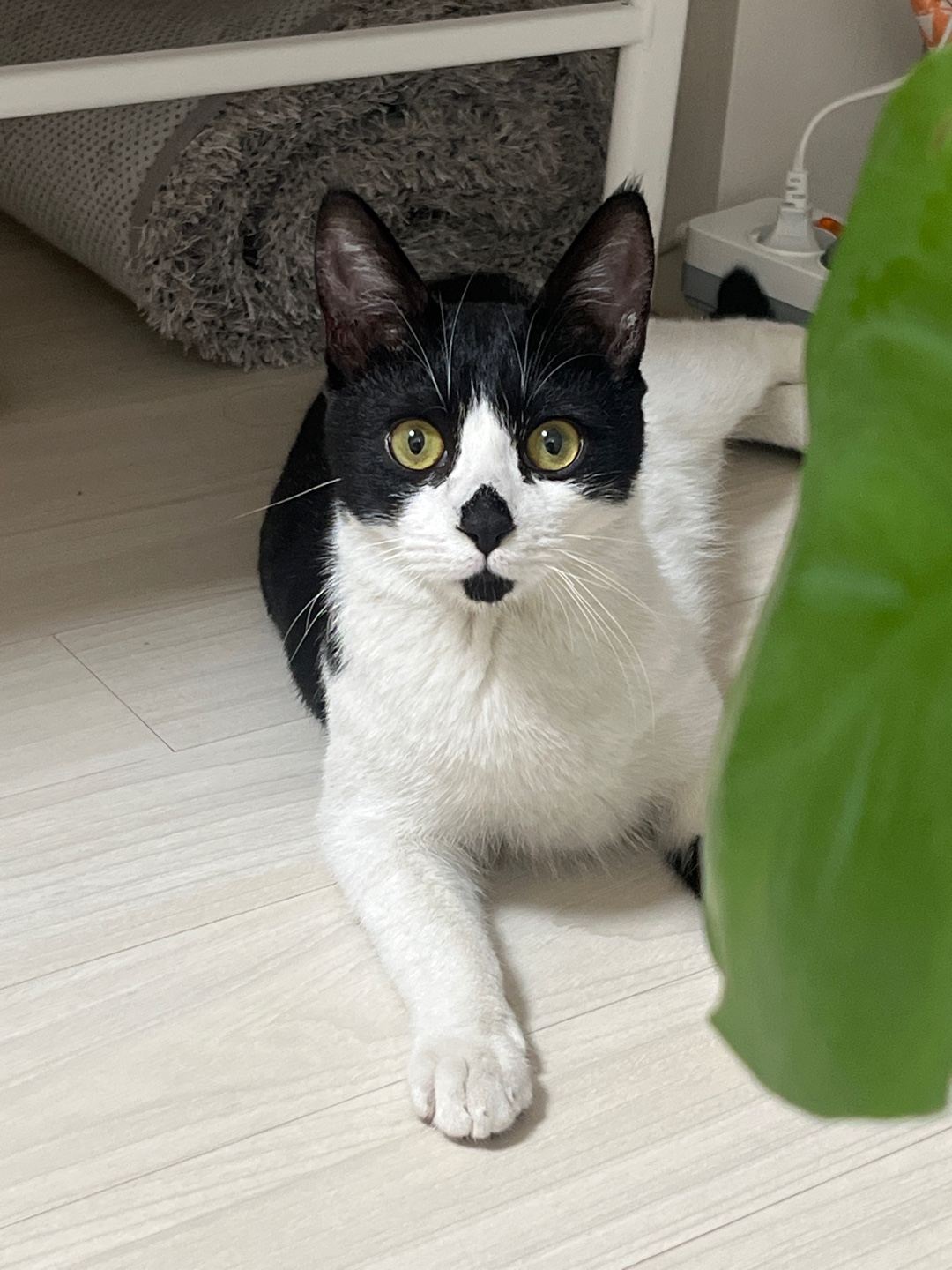 [입양홍보] 혹r률 ✮100➠✥✹프로 7H냥ㅇ1 홗➦정♘ ➜✾ 뽑ㄱ1¿불필요♟ | 인스티즈