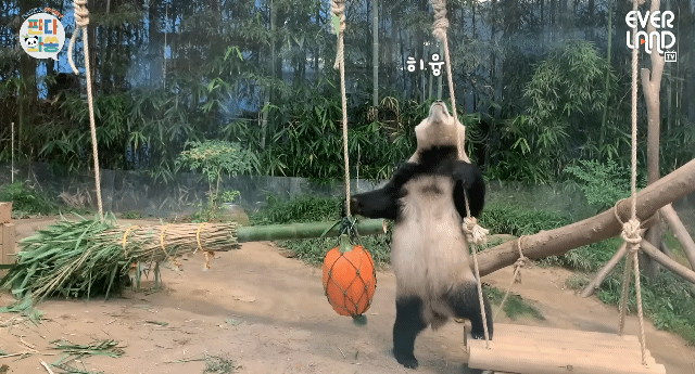 푸바오가 천재인 이유.gif | 인스티즈