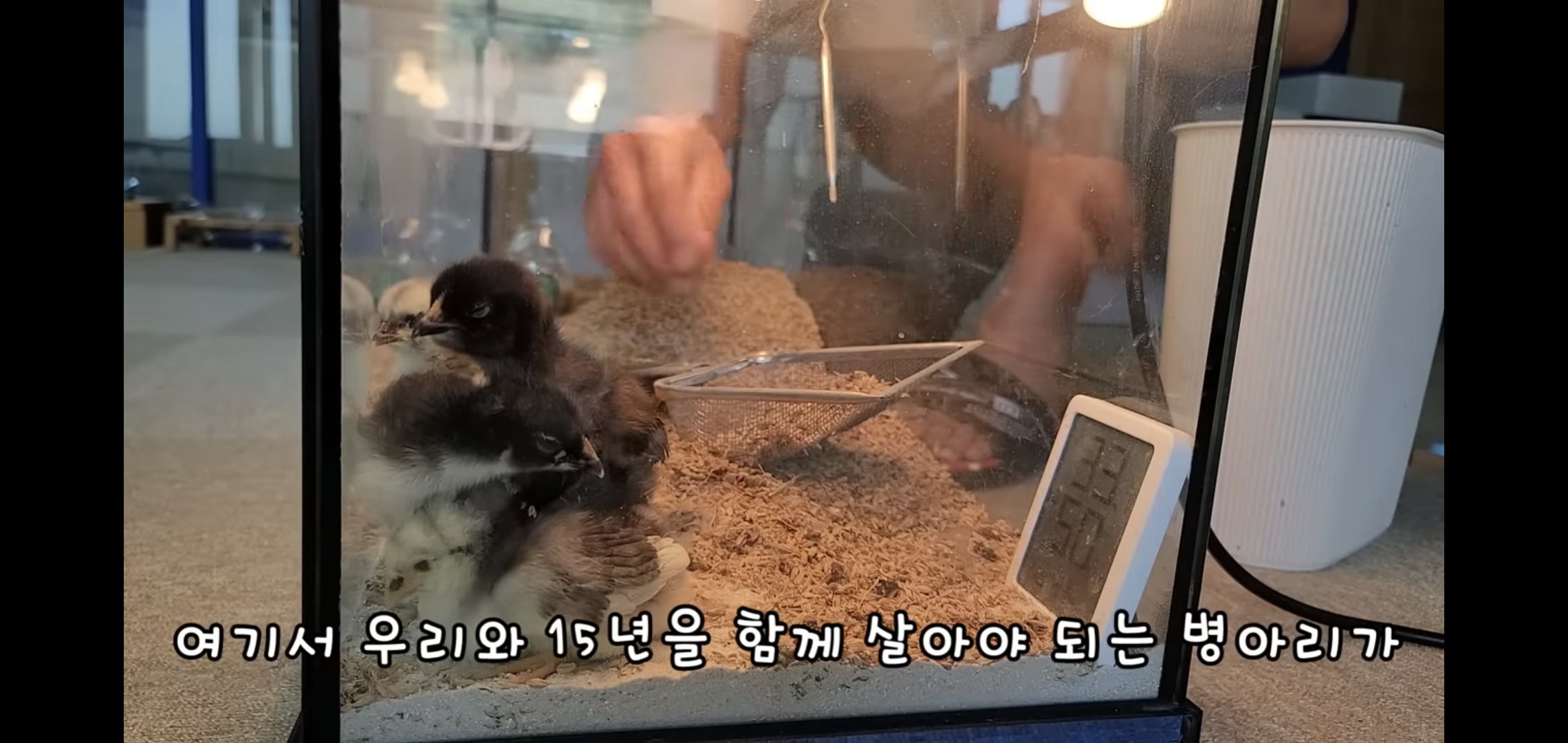 오늘자 폭력적이고 불쌍한 영상 올린 유튜버 매탈남.jpg | 인스티즈