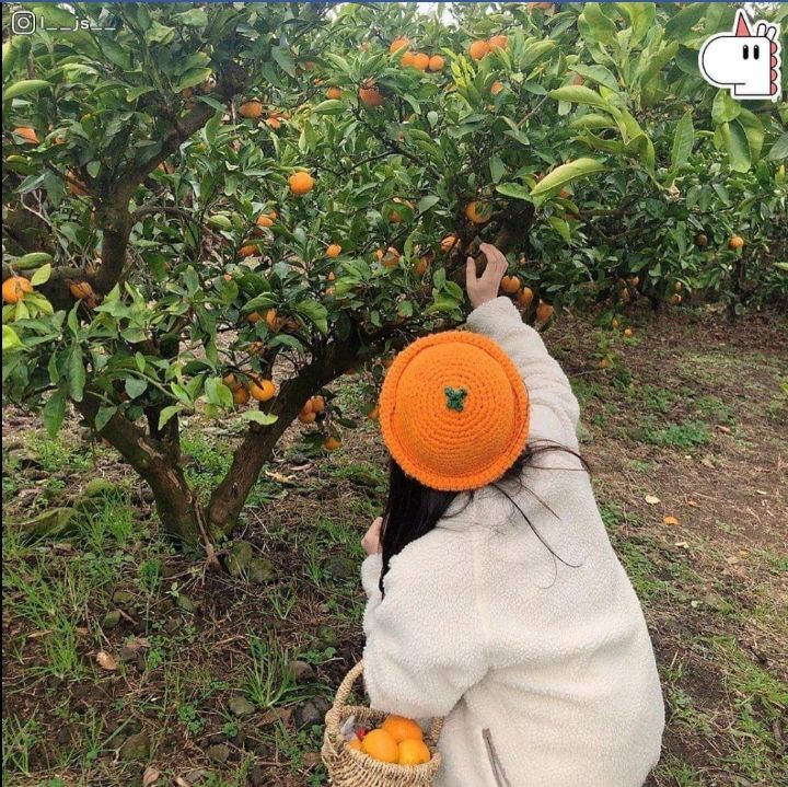 제주도 감귤 아이템🍊.jpg | 인스티즈