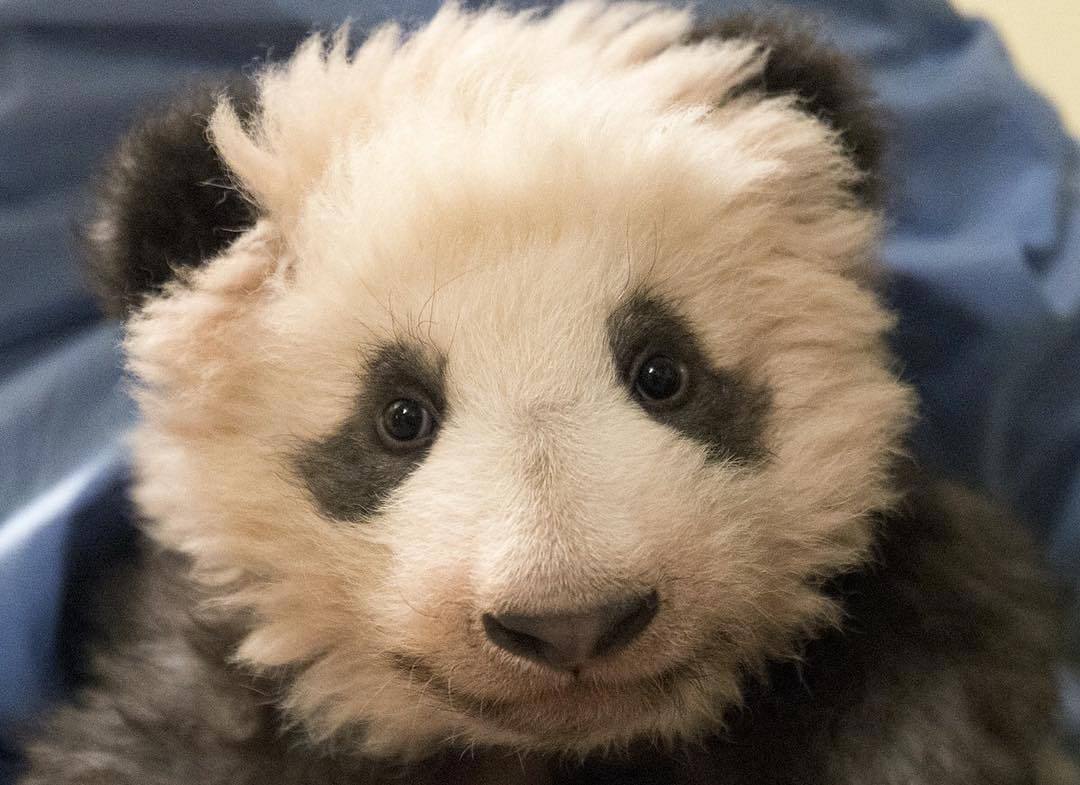 신기하게 국적(?)이 보이는 판다들 | 인스티즈