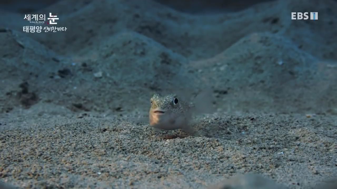 정말 흥미로운 과학자들이 12년만에 밝혀낸 바다속 신비한 문양의 비밀.jpgif | 인스티즈