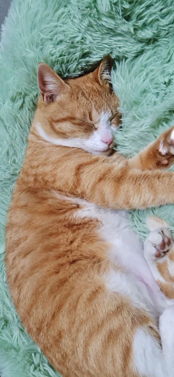 [매탈남] 매콤하게 생긴 고양이 | 인스티즈