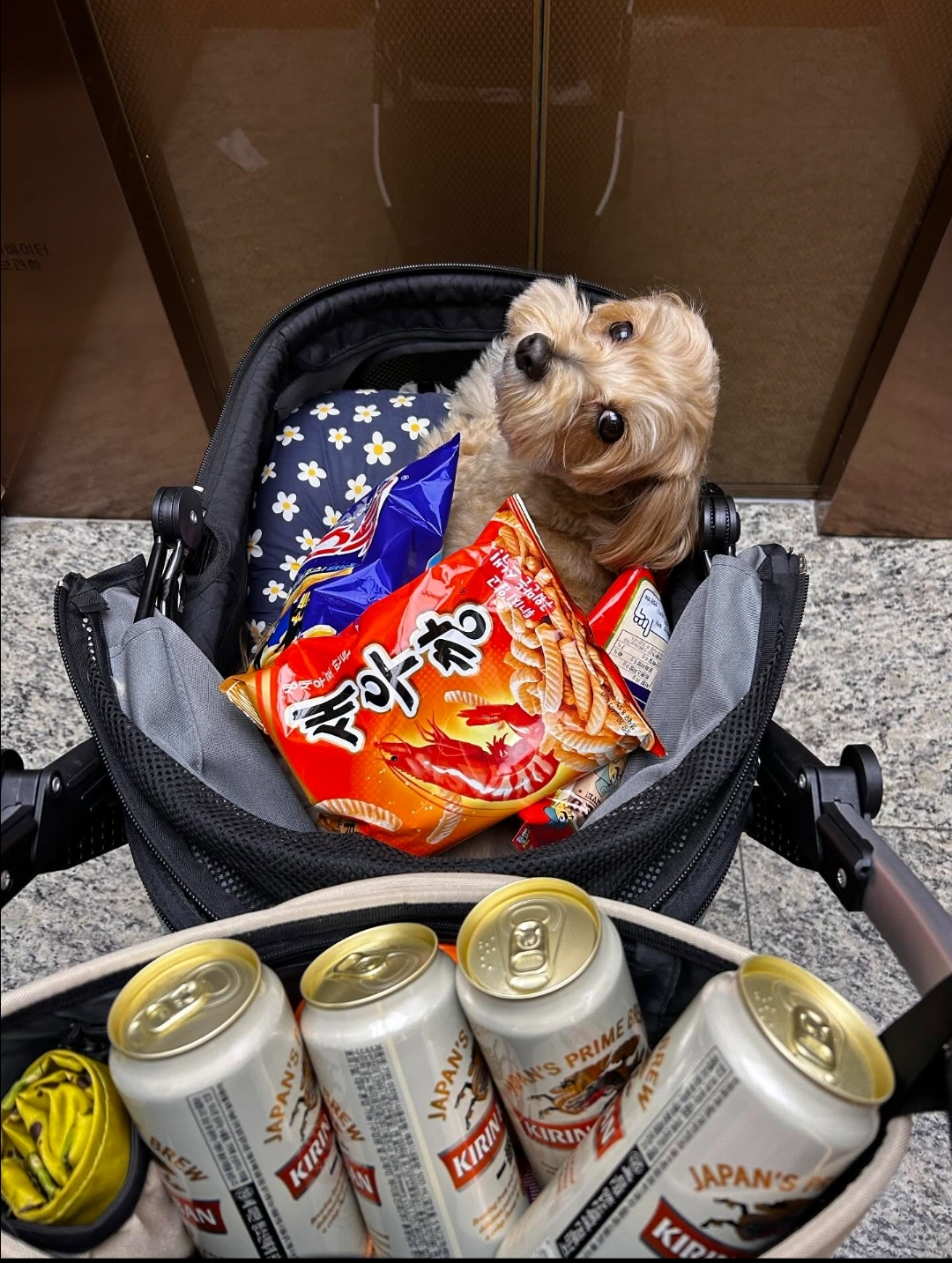 🐶: 강아지 유아차가 뭐라고 생각해? | 인스티즈