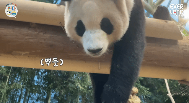 푸바오가 천재인 이유.gif | 인스티즈