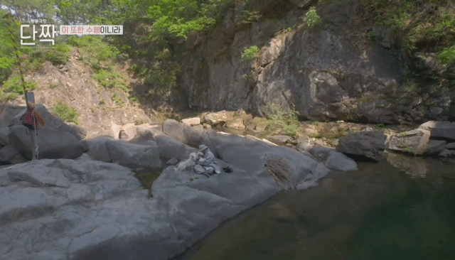 평화롭고 귀여운 견보살 댕댕남매.gif | 인스티즈