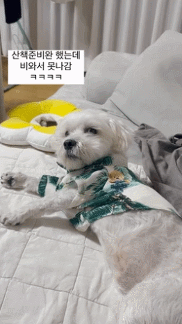 산책준비 다했는데 못 나간 강아지 | 인스티즈