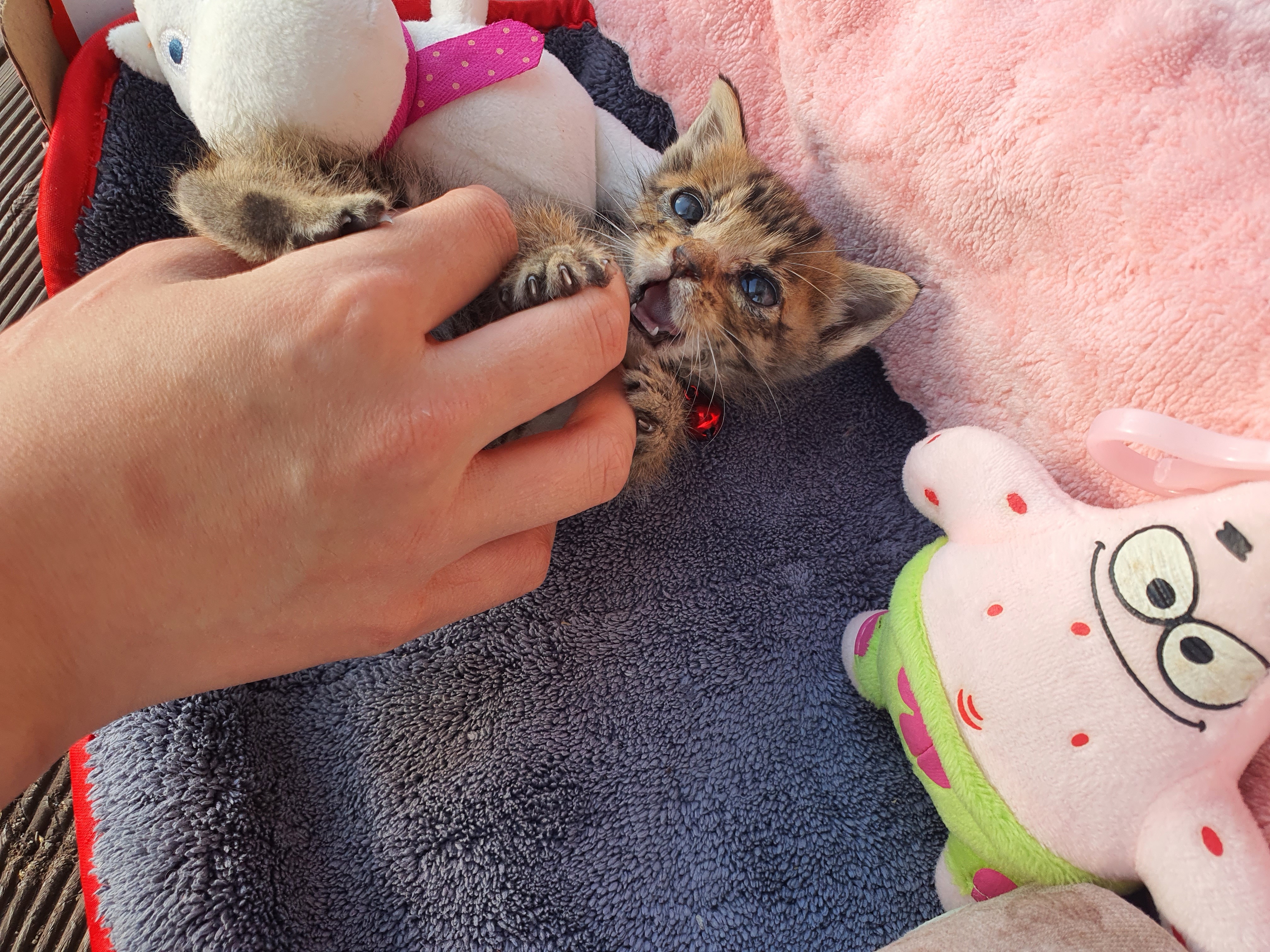 동네 친한 강아지 새끼낳았는데 나 자꾸 따라다녀 (동물농장/ 사진많음) +사진추가 | 인스티즈