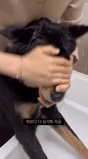 쥐랑 뽀뽀해서 벅벅 씻김 당하던 강아지 이번엔 뱀이랑..ㅋㅋㅋ | 인스티즈