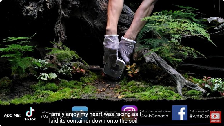 거대한 수조에 열대우림 환경을 조성해놓으면 생기는 일 - 3 | 인스티즈