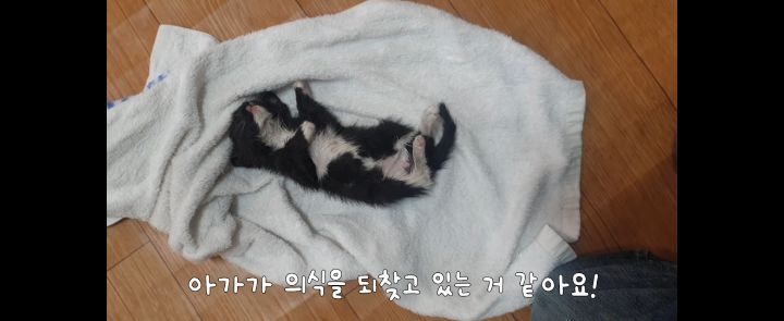 얼어죽어있던 아기고양이를 녹였더니.. | 인스티즈