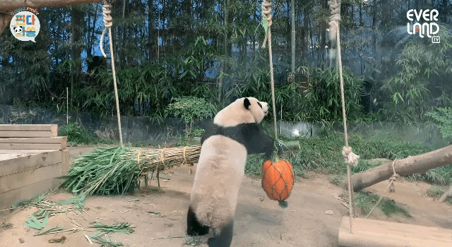 푸바오가 천재인 이유.gif | 인스티즈