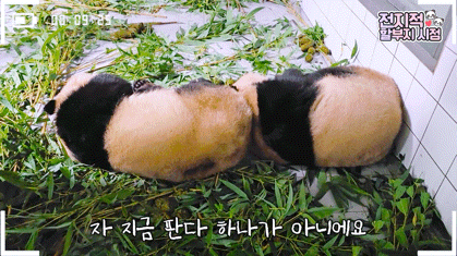 서로 알콩달콩 사이좋은 루이 후이바오 🐼 | 인스티즈