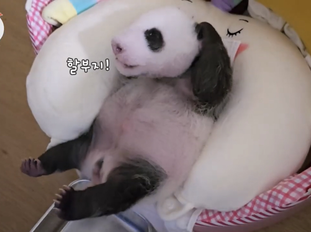 돼지만판다 이미지