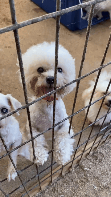 어떤 삶이었을까. 번식장, 미용 실습견, 쓰임을 다해야만 끝나는 삶이라는 건 | 인스티즈