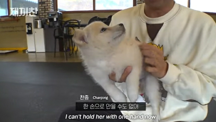 개농장에서 구출됐던 강아지 꽃님이의 버르장머리 없어진 최근 모습 | 인스티즈