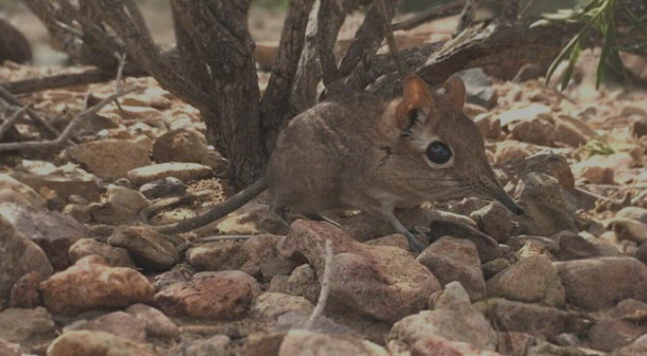 우리가 몰랐던 돈땃쥐미짤의 진실 | 인스티즈
