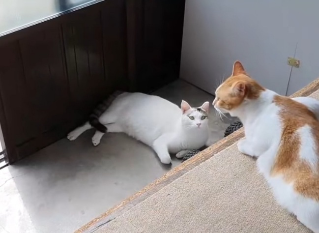 길고양이를 함부로 길들이면 안되는 이유..jpg | 인스티즈