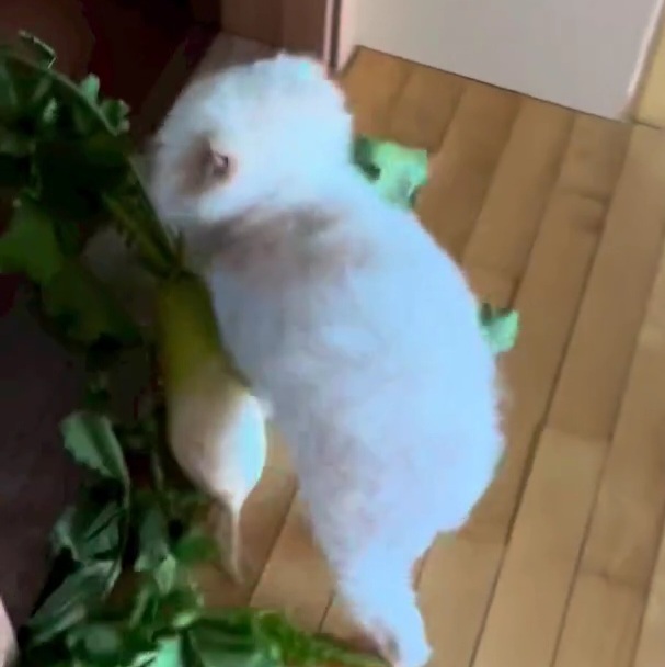 김장철에 강쥐를 조심해야 되는 이유 | 인스티즈