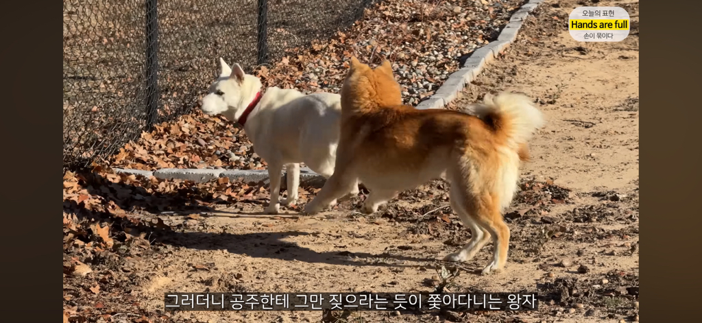진짜 명견 같은 올리버쌤네 왕자 | 인스티즈