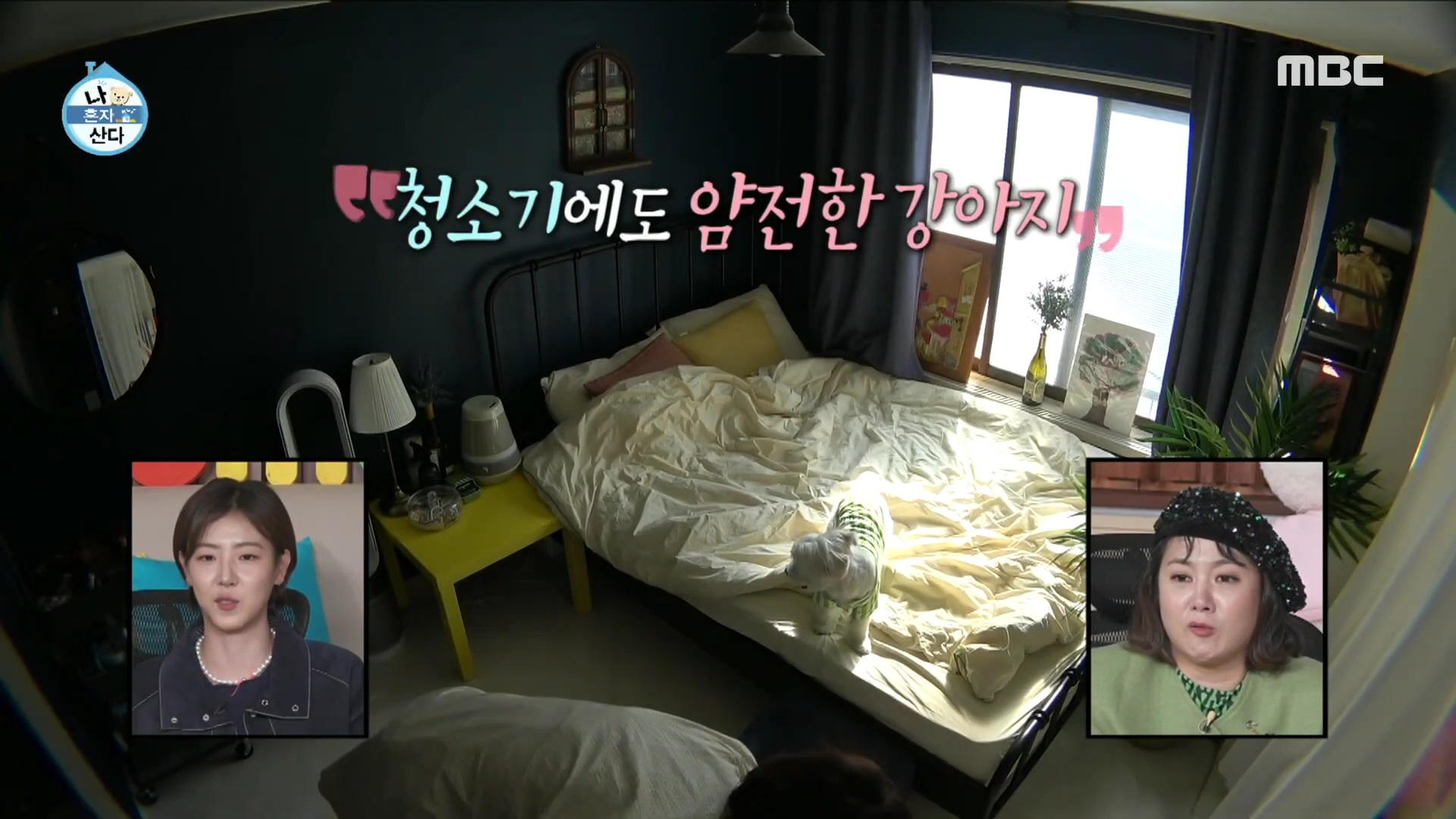 배우 배다빈이 7번째 임보하다 입양했다는 민들레 | 인스티즈
