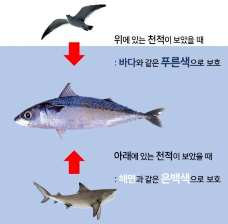 등푸른 생선의 등이 푸른 이유 | 인스티즈
