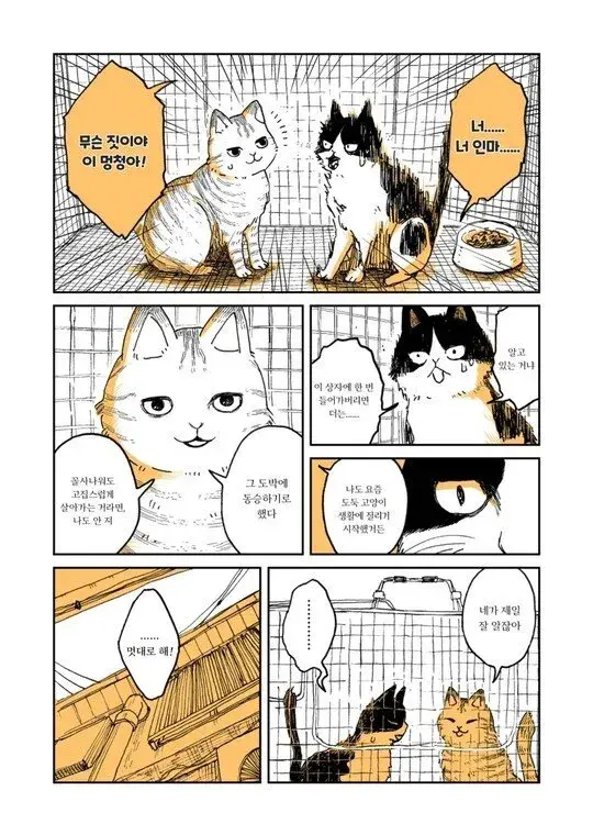 고양이 두마리 | 인스티즈